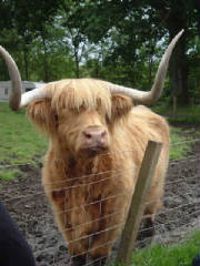 scotland_day1_hamish.jpg