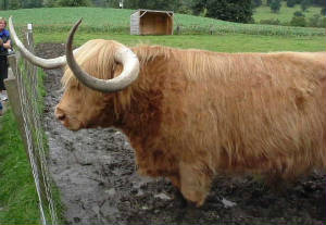 scotland_day1_hamish2.jpg