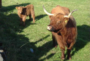 scotland_day4_hairycoos.jpg