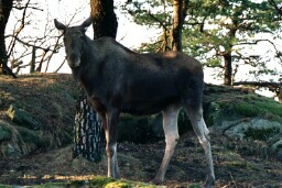 sweden_moose_2.jpg